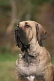 FILA BRASILEIRO 189